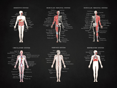 Anatomy Poster - blackboard effect education health illustration poster science