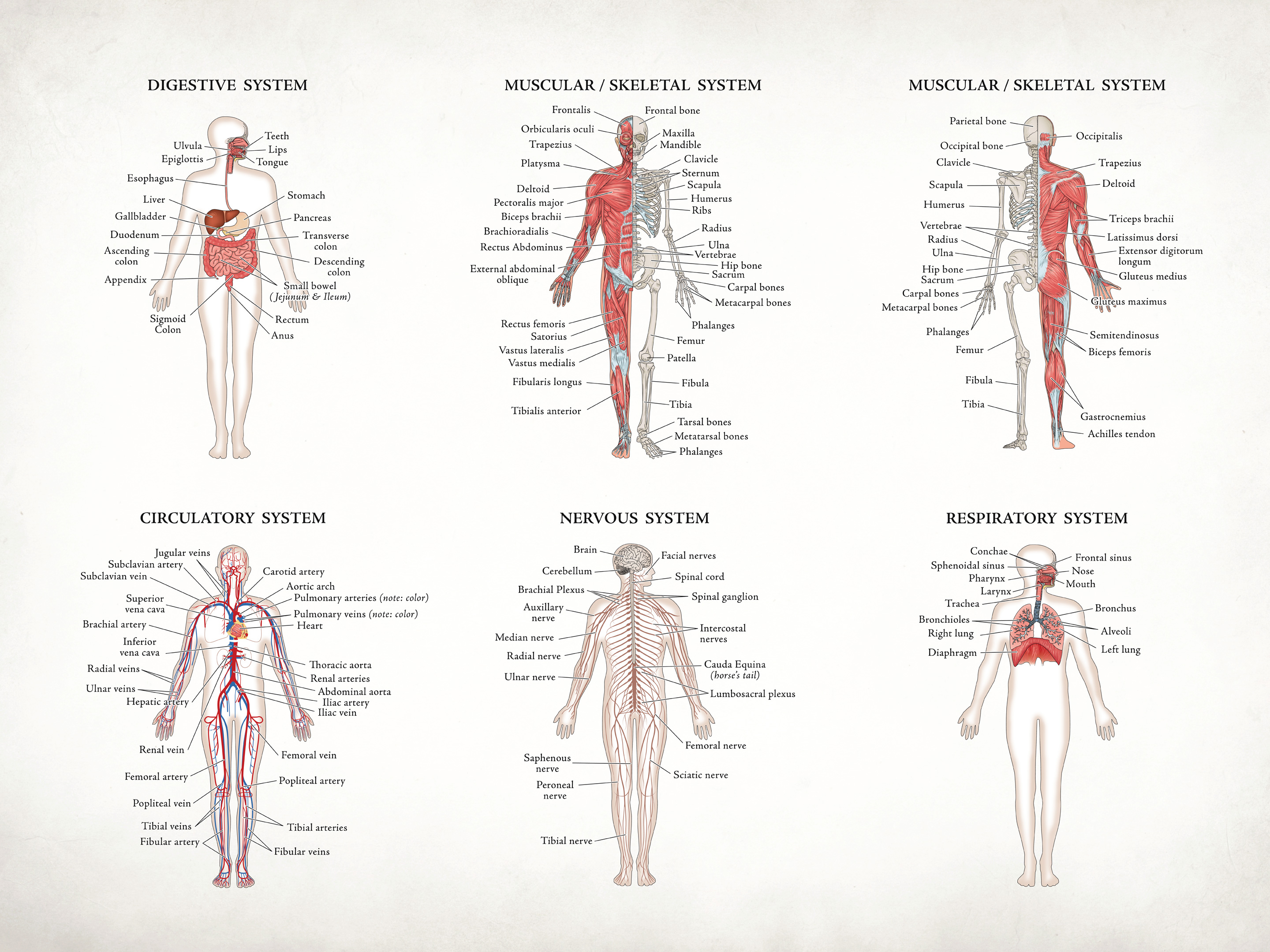 Anatomy Poster - vintage paper by Tracey Porter on Dribbble