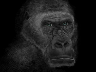 Ape ape digital photoshop tablet wacom