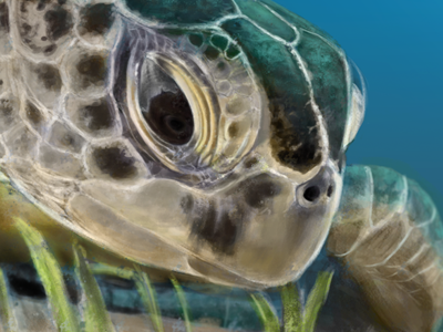 Seaturtle color digital gray scale ocean photoshop sea turtle tablet wacom