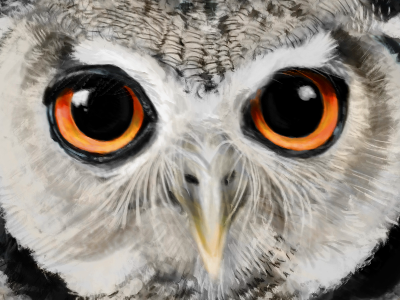 Owl bird digital grayscale owl photoshop study wacom