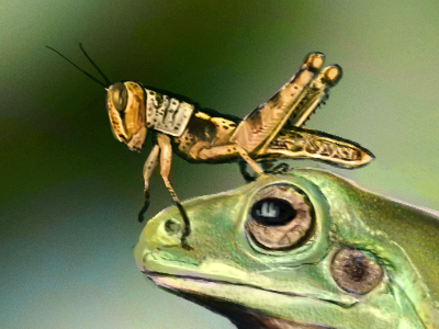 Frog Hopper digital frog grasshopper green photoshop wacom