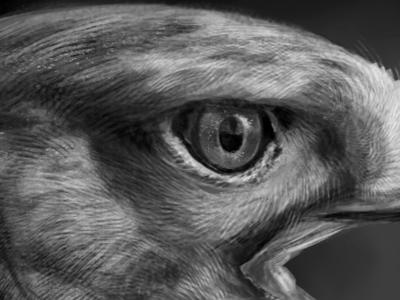 Hawolfion digital hawk illustration lion photoshop tablet wacom wolf