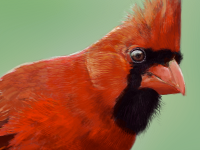 Cardinal bird cardinal digital photoshop red tablet