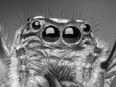 Dinner digital dinner fly grayscale painting photoshop spider tablet