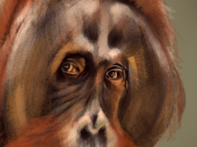 Orangutan ape digital illustration intous5 orangutan photoshop