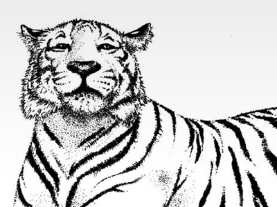 White Tiger illustration ink tiger