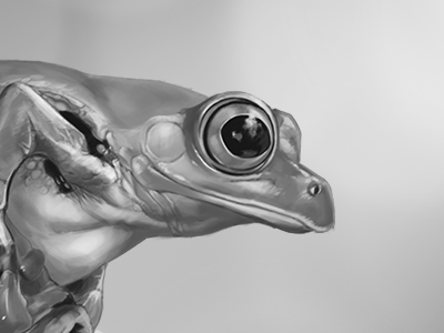 Frog wip black and white digital frog painting photoshop tablet