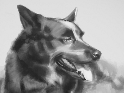 Capo digital dog grayscale photoshop sketch tablet