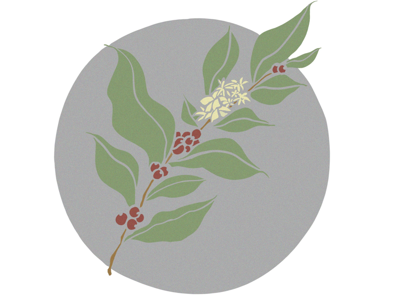 Share A Plant share coffee plant leaves leaf plants coffee beans coffee beans