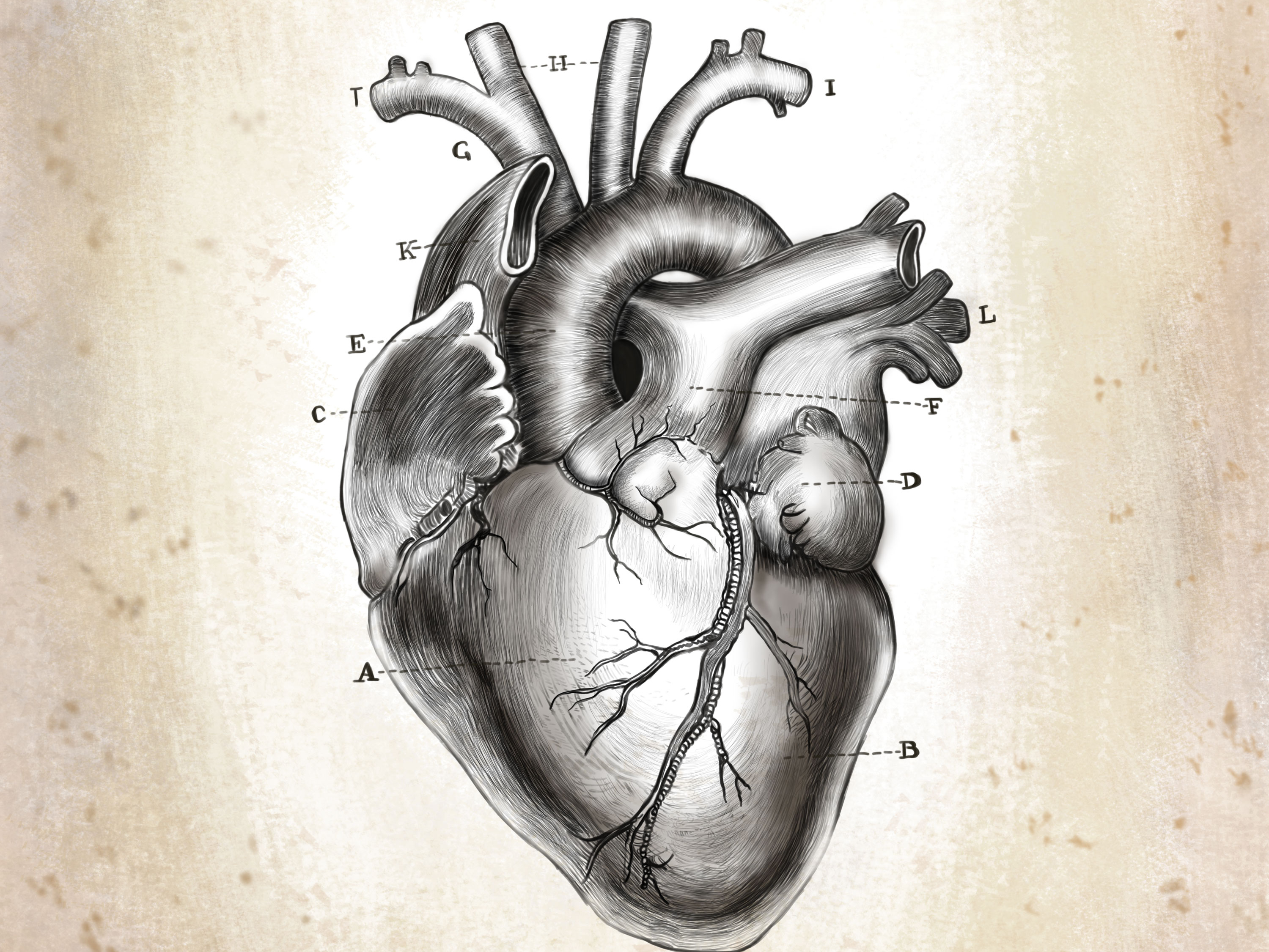 Tuned heart. Сердце анатомия. Сердце эскиз.