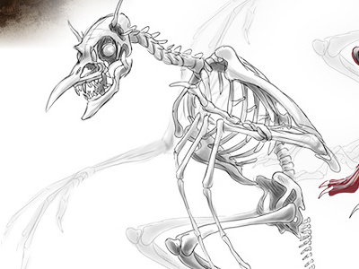 Harpy Anatomy Skeleton anatomy art artwork bettina bettinaott bone critter design drawing fantasy harpy myth ott ottbettina painting photoshop skeleton skull