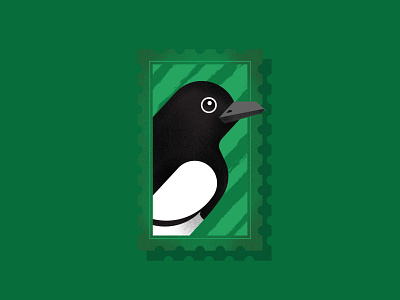 Oriental Magpie Robin