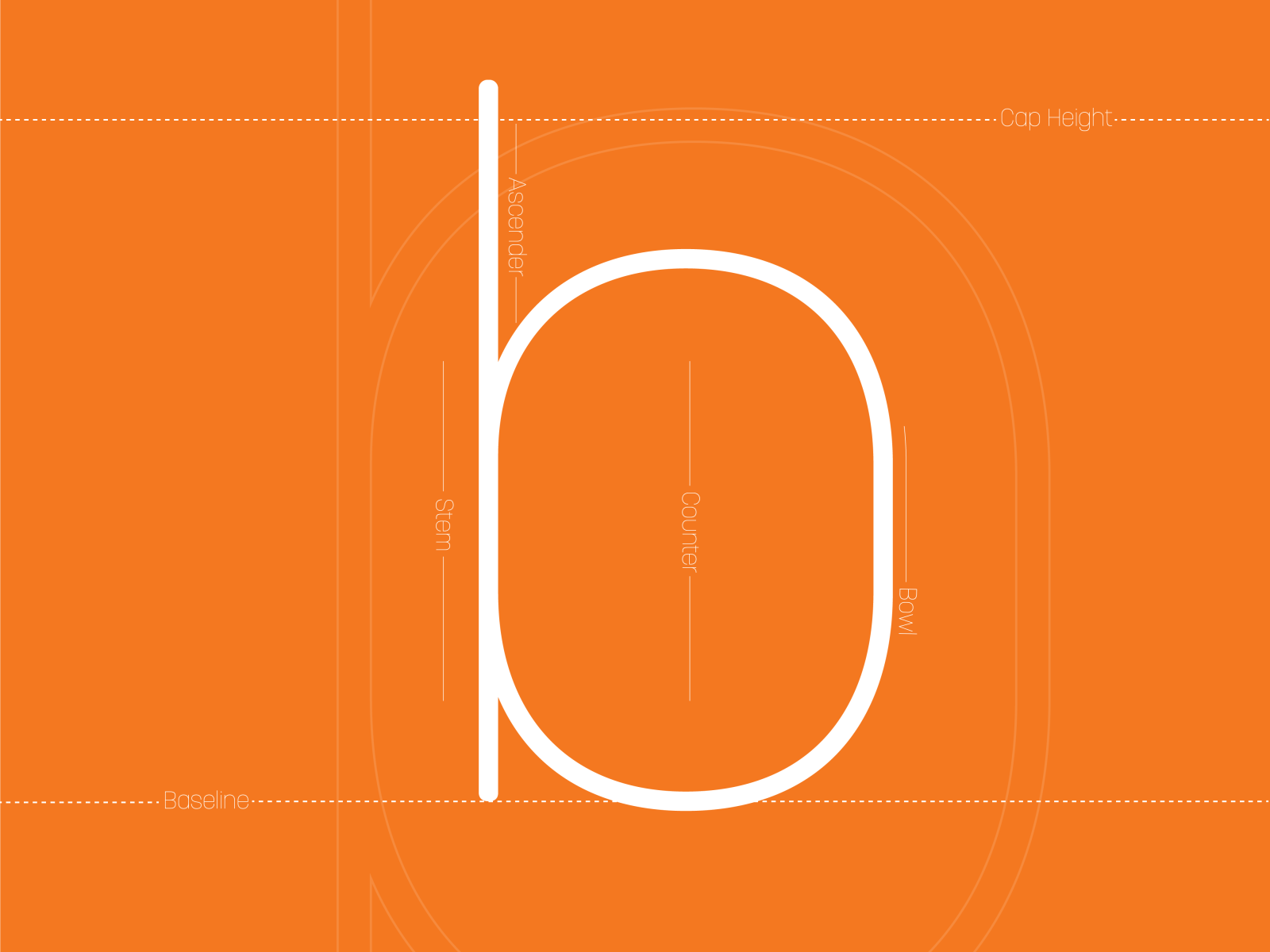 Letter Anatomy- B By Tai Marufi On Dribbble