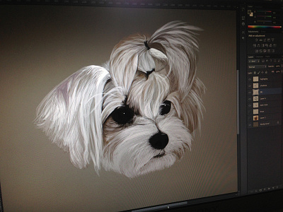 Digital Painting art digital digital painting dog illustration maltese painting photoshop wacom