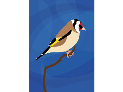 Goldfinch bird goldfinch