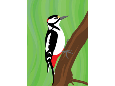 Great Spotted Woodpecker bird great spotted woodpecker