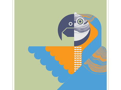 Macaw animal bird blue design flight fly geometric illustration macaw orange parrot texture wing