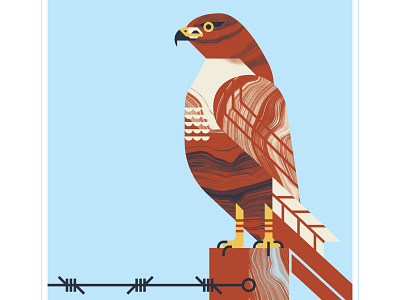 Red Tail Hawk animal bird design feature flight fly hawk hawks illustration perch post tail texture vector wire