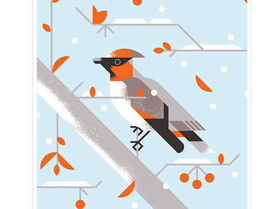 Japanese Waxwing audubon berry bird branch character design fly illustration orange snow texture tree vector waxwing wing