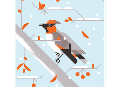 Japanese Waxwing audubon berry bird branch character design fly illustration orange snow texture tree vector waxwing wing