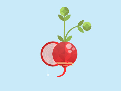 A Humble Radish cook cut growth illustration radish red shape vector vegetable veggie