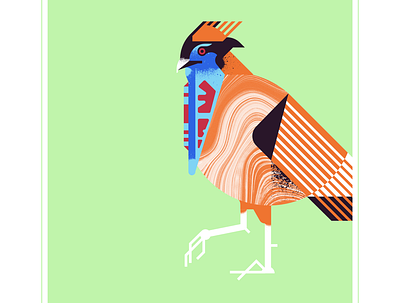 Temmick's Tragopan animal bird blue character design exotic fly geometric illustration red retro temmicks texture tragopan vector