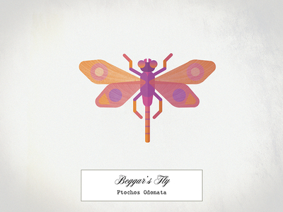 Beggar's Fly beetle bug butterfly collection crawl dragonfly illustration insect moth texture vase vector