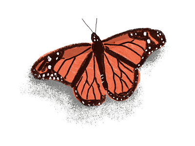 Monarch Butterfly adobe butterfly ipad pro monarch pastel sketch