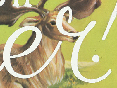 Oh Deer deer handlettering illustration lettering script type typography