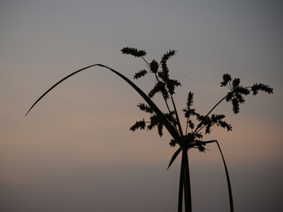 Silhouette photography.