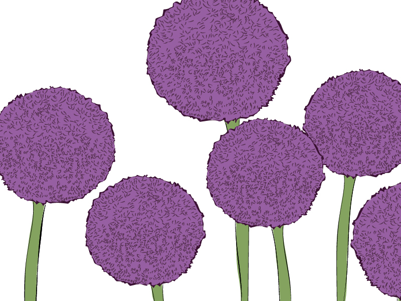 Allium drawing for a branding project by Hilda Allen on Dribbble