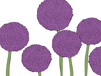 Allium drawing for a branding project