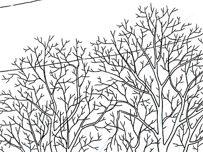 November Trees illustration line trees