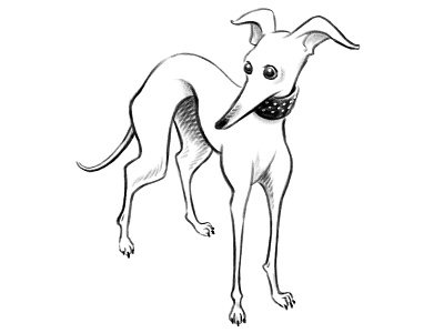 Italian Grey digital dog drawing greyhound pencil skinny
