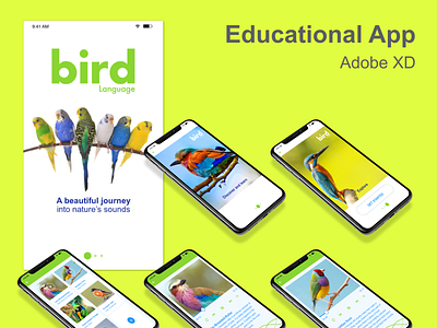 BIRD LANGUAGE - Educational App adobexd app appdesign education ui uidesign ux