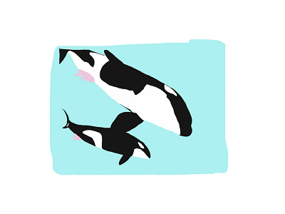 Cow chill color cow design illustration killer whale magic relax vector water