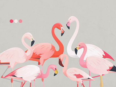 6 Flamingo Species animals birds fauna flamingo illustration nature vector