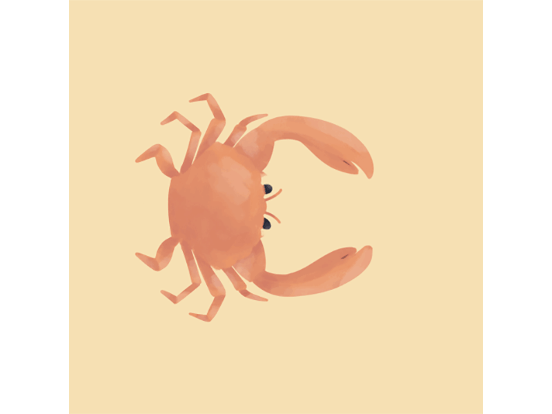 C is for Crab alphabet animation frame by frame illustration illustration digital ipad lettering motion design procreate