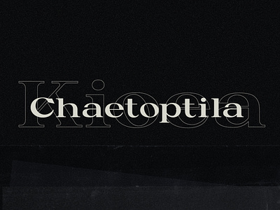 Kioea Display Typeface ( Free Font ) branding design flat font fonts free minimal typedesign typography vector