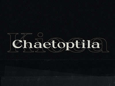 Kioea Display Typeface ( Free Font )