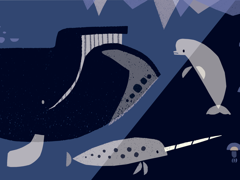 Whales of the Arctic whales narwhal beluga whale illustration design graphic design scientific illustration