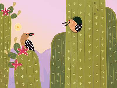 Gila Woodpecker animals birding birds desert illustration kidlitart nature picture book vector wildlife woodpecker