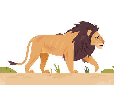 Kalahari Lion africa african animals animal characters animals desert illustration kidlitart lion nature vector wildlife