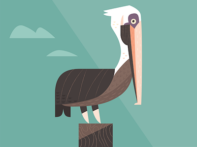 Brown Pelican animal illustration birds california character design design graphic design icon illustration modernist nature pelican wildlife