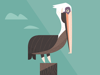 Brown Pelican