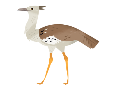 Kori Bustard africa african animals african birds animal animal illustration bird illustration south africa