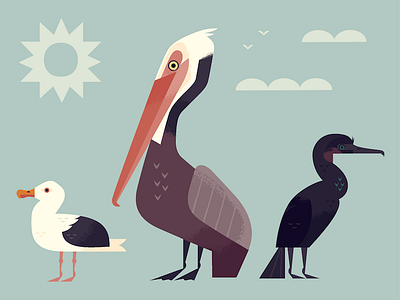 Shore Birds animals birds illustration pelican scientific illustration wildlife