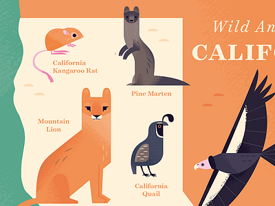 Animals of California Map animal map animals california design icon design illustration map design nature wildlife