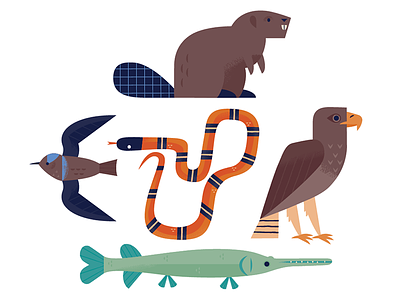 Animals of the Buffalo Bayou animals beaver birds design fish illustration nature snake texas wildlife